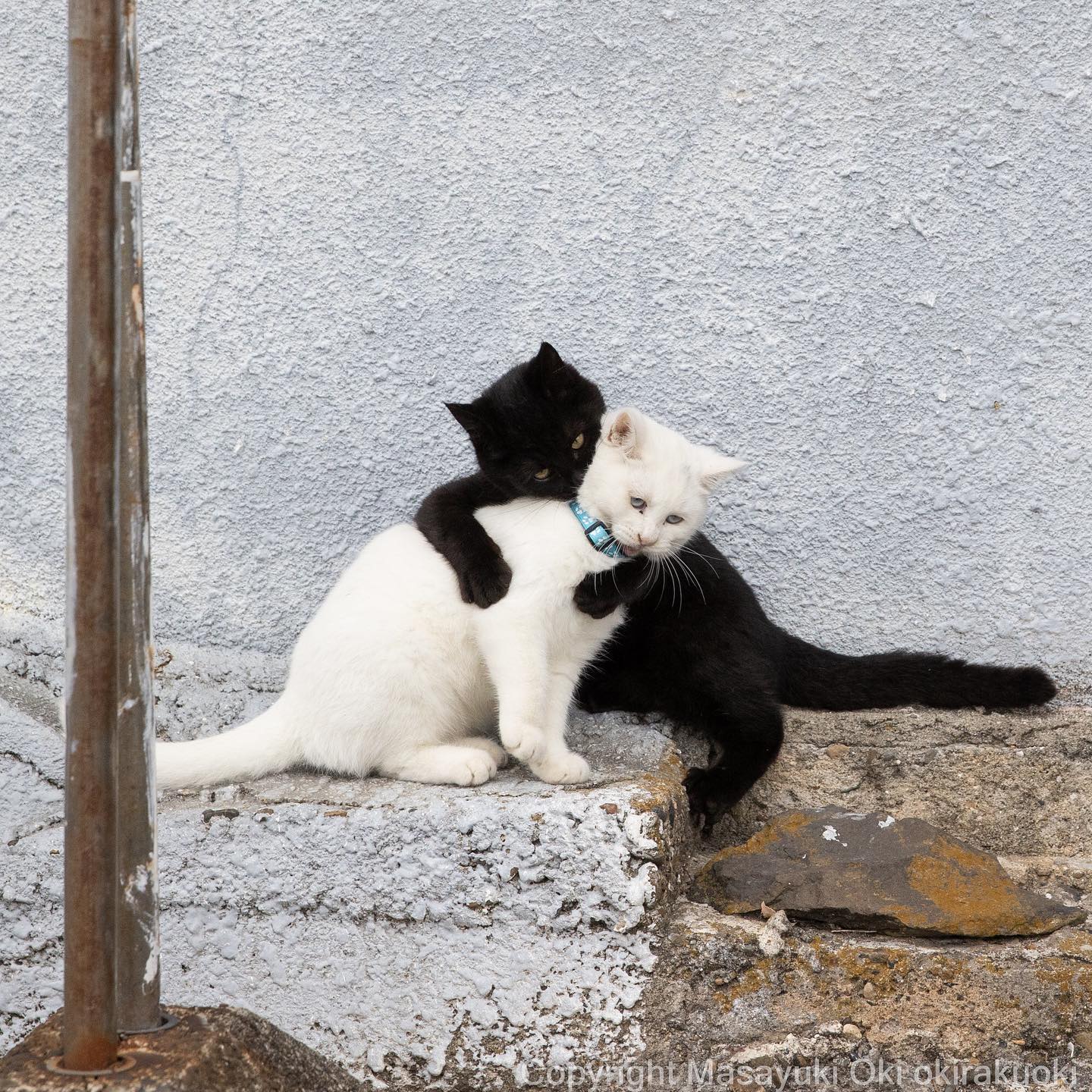 Catographer Shares Funny 'Angry Kitty' Shots to Brighten Your Day