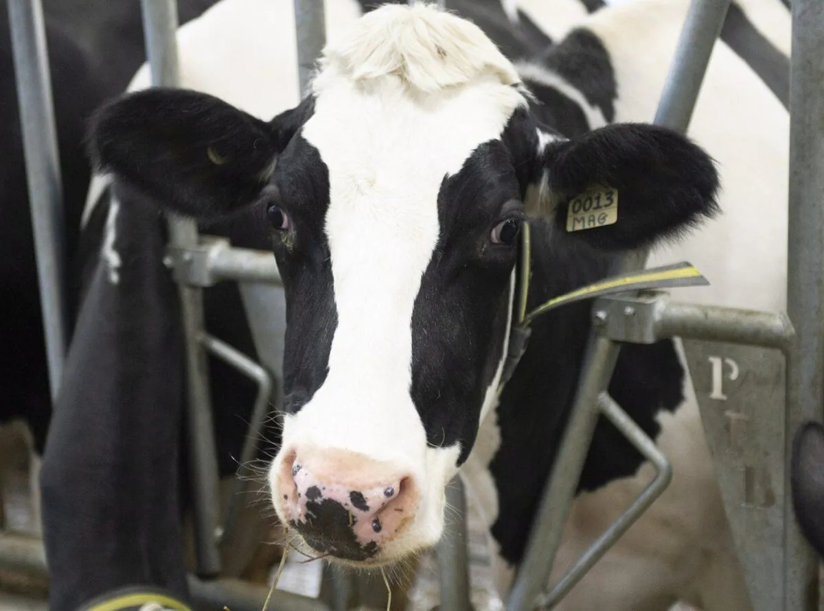Cows on a dairy farm, in Saint-Henri-de-Taillon, Que., Sept. 25, 2018. (The Canadian Press/Jacques Boissinot)
