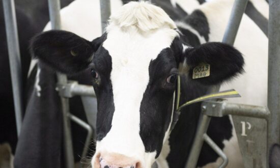 Don’t Have a Cow: Senator’s Legen-Dairy Speech Draws Metaphor From Bovine Caper