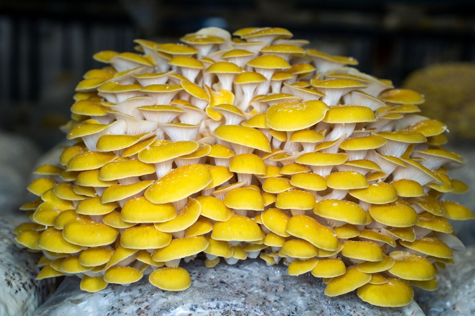 The Fungi Future Is Here — at an Urban Mushroom Farm Just South of Downtown L.A. - Vimarsana News