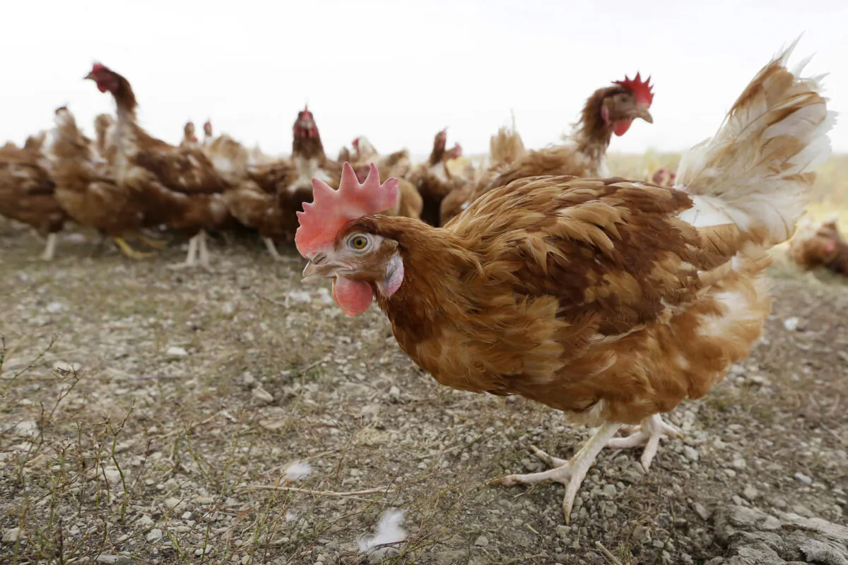 Chickens walk in a fenced pasture at an organic farm in Iowa on Oct. 21, 2015. (Charlie Neibergall/AP)