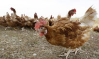 Bird Flu Prompts Slaughter of 1.8 Million Chickens in Nebraska