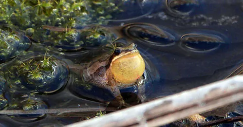 Montreal-Area Company Fined $40,000 After Blowing Snow Into Protected Frog Habitat