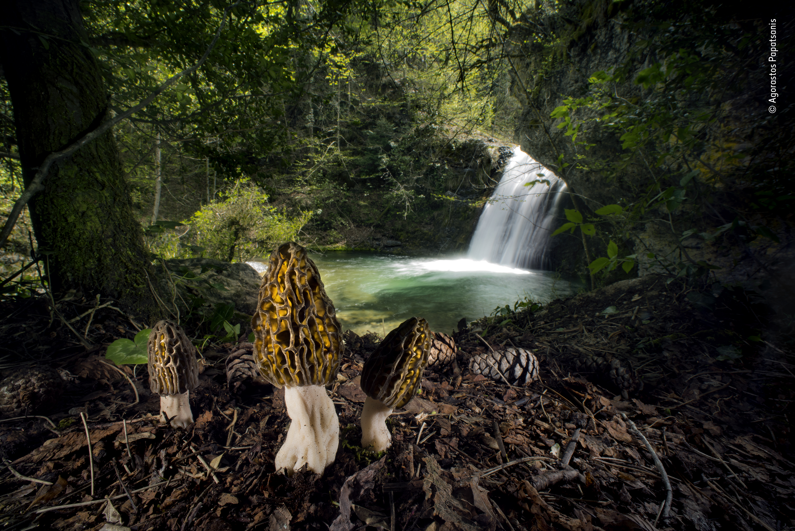 Wildlife Photographer of the Year 2022