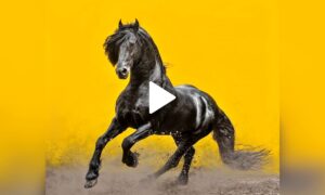 This Majestic Black Horse Will Leave You in Awe