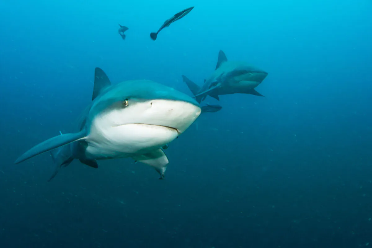 South Florida Sun Sentinel editor Mark Gauert guesses that his close encounter happened with a bull shark. (Stefan Pircher/Dreamstime/TNS)