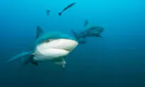 Commentary: There Are Those Who Get out of the Water When There’s a Shark, and Those Who Get In