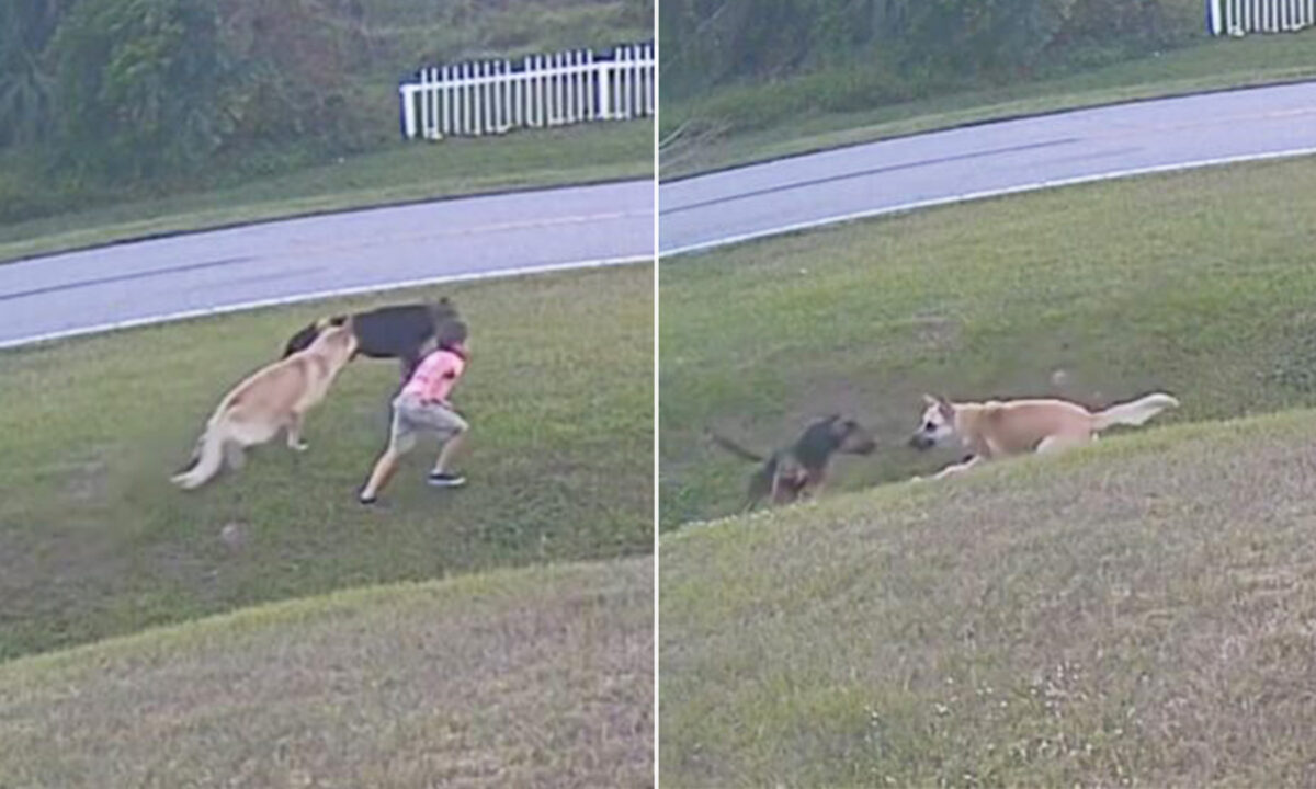 VIDEO: Heroic German Shepherd Protects Young Boy From Attack By A ...