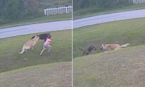 VIDEO: Heroic German Shepherd Protects Young Boy From Attack by a Neighbor’s Dog
