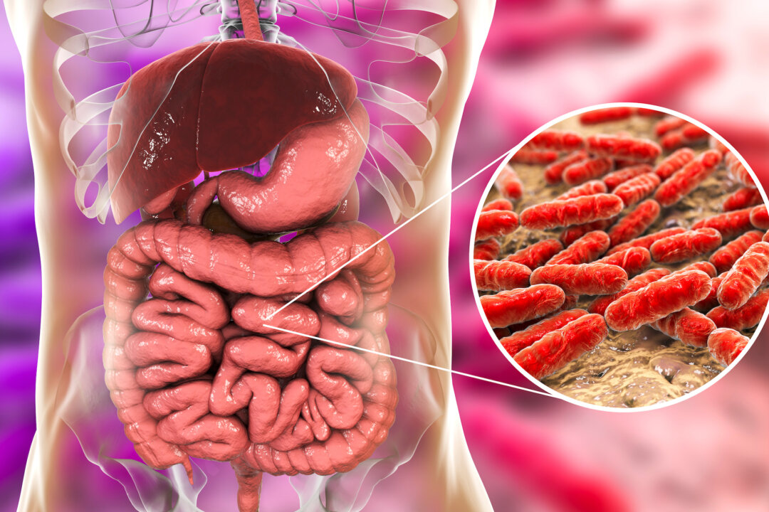 Normal flora of small intestine, bacteria Lactobacillus, 3D illustration. Lactic acid bacteria. Probiotic bacterium