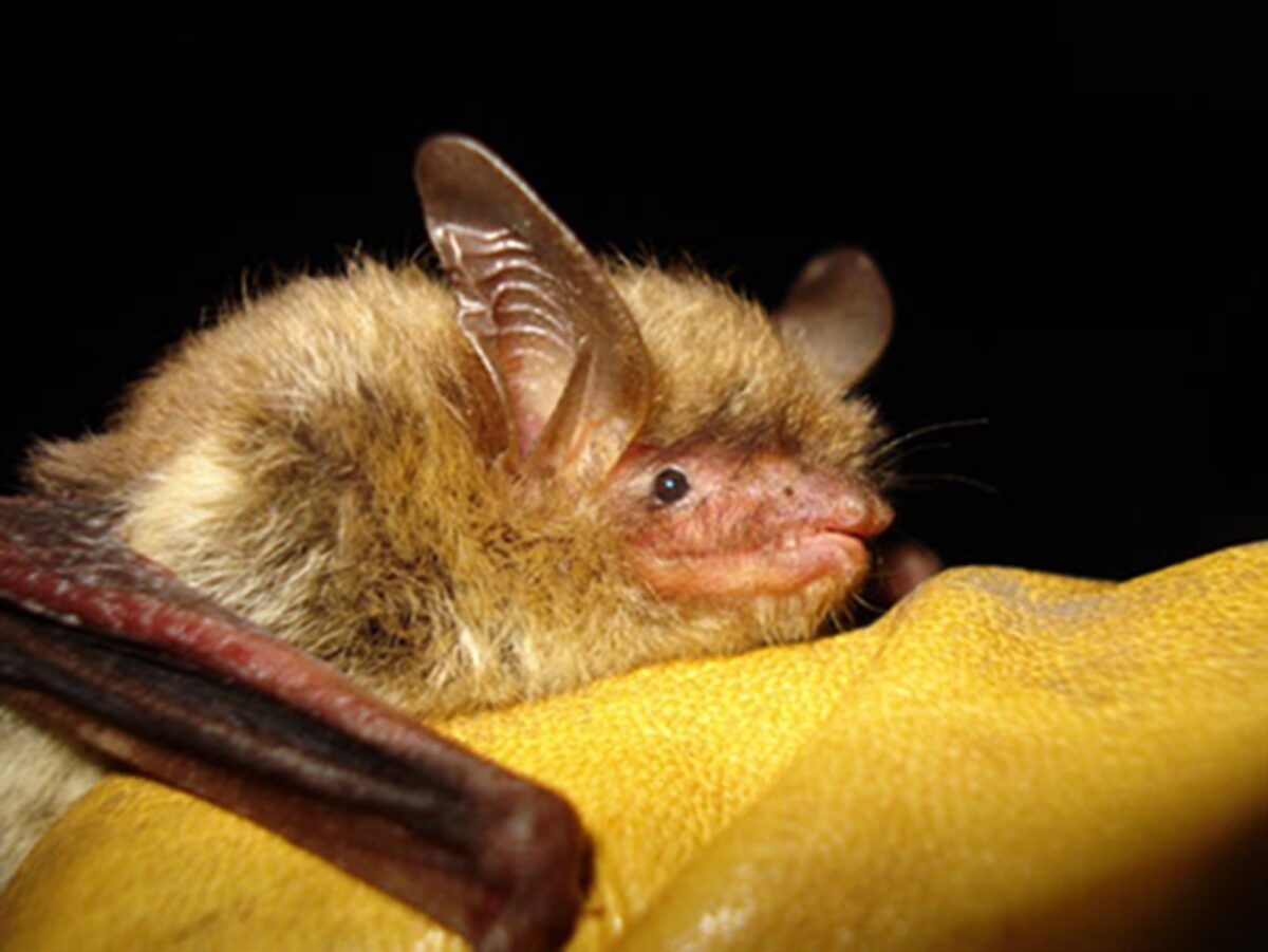 NextImg:Senate Votes to Overturn Biden Wildlife Rules