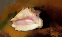 Book Recommendation: ‘Gift From the Sea’: Inspiration From Seashells