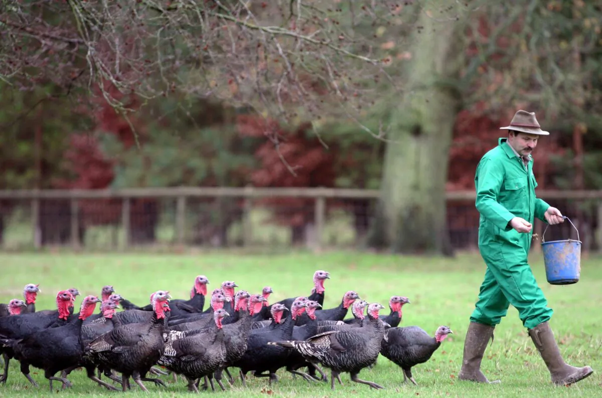 A farmer feeds free-range turkeys in Overton, England, on Dec. 12, 2006. (Matt Cardy/Getty Images)