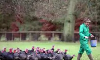 Bird Flu Wipes out Half of UK’s Christmas Free-Range Turkeys
