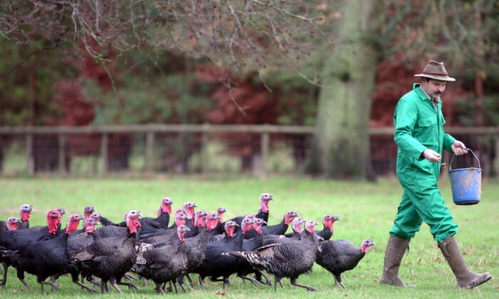 2006 年 12 月 12 日，英国奥弗顿，一名农民正在喂养自由放养的火鸡。（Matt Cardy/Getty Images）