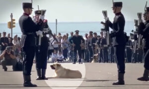 VIDEO: ‘It’s the Laziest Dog in the City’—Dog Takes Nap in the Middle of Army Parade