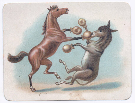 Shoofly the Boxing Mule.