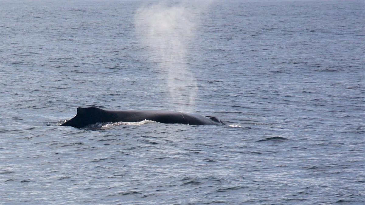A humpback whale surfaces in Monterey Bay. (Courtesy of Karen Gough)
