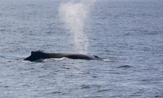 An Exciting Morning of Whale Watching on Monterey Bay