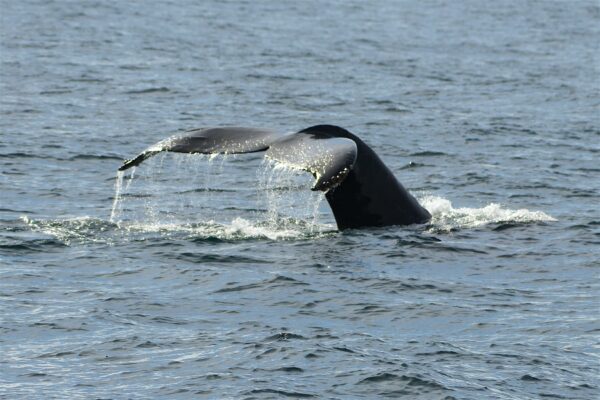 Epoch Times Photo