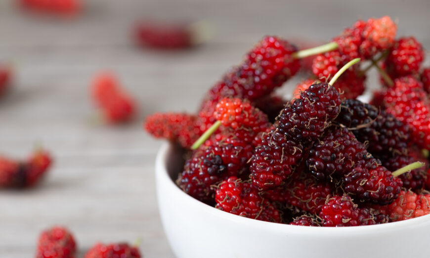 The research team from KIOM, Korea Institute of Oriental Medicine, recently discovered that ingredients from mulberry barks can suppress COVID-19 virus infection.(Regreto/Shutterstok)