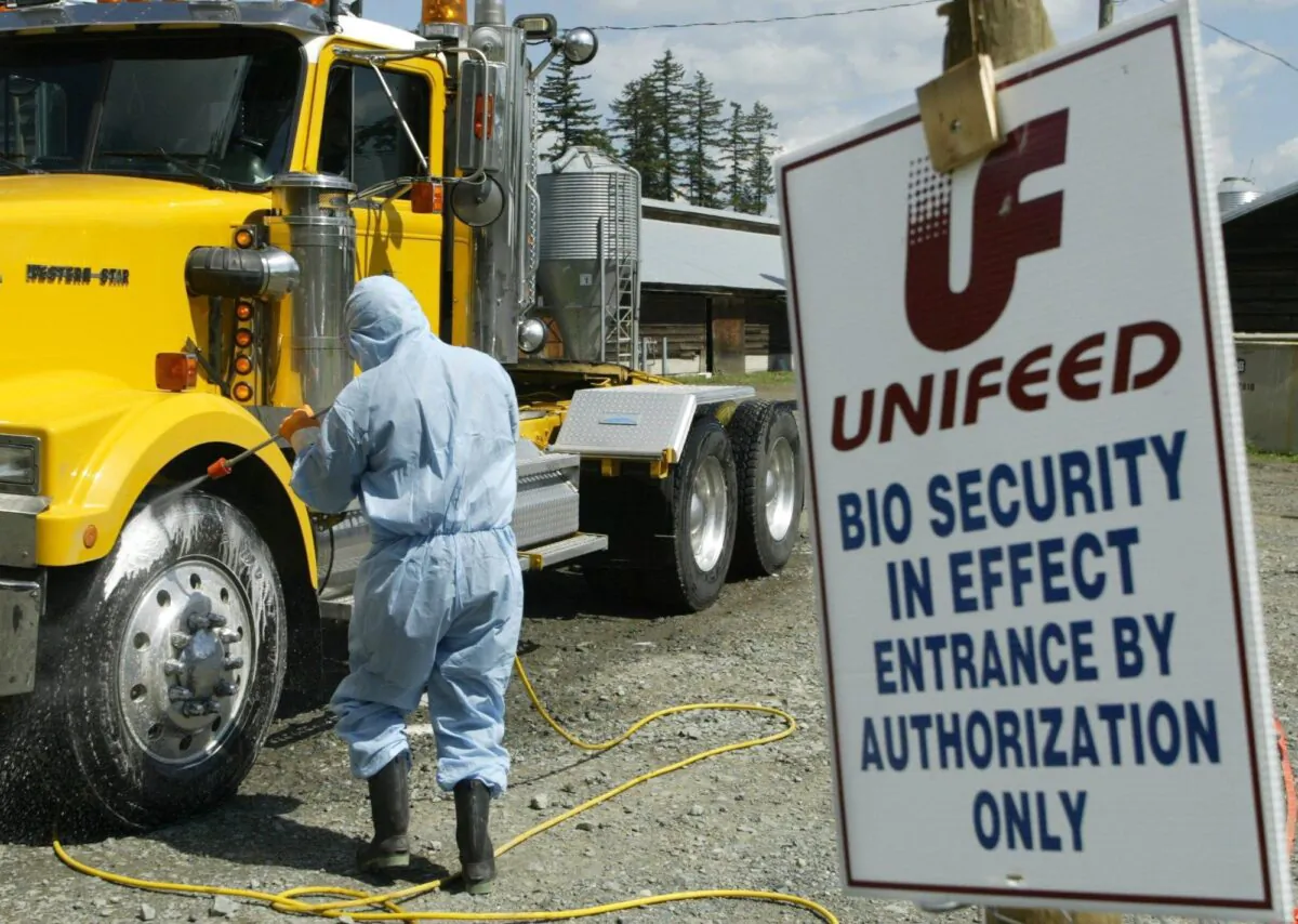 A Canadian Food Inspection Agency official decontaminates a truck prior to it leaving a farm in Abbotsford, B.C., where geese and ducks were slaughtered due to having been exposed to the deadly H5 strain of the avian flu, on May 12, 2004. (CP Photo/Richard Lam)