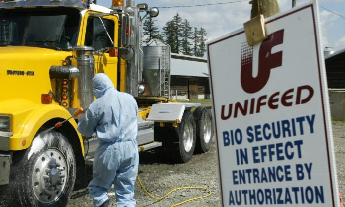 A Canadian Food Inspection Agency official decontaminates a truck prior to it leaving a farm in Abbotsford, B.C., where geese and ducks were slaughtered due to having been exposed to the deadly H5 strain of the avian flu, on May 12, 2004. (CP Photo/Richard Lam)