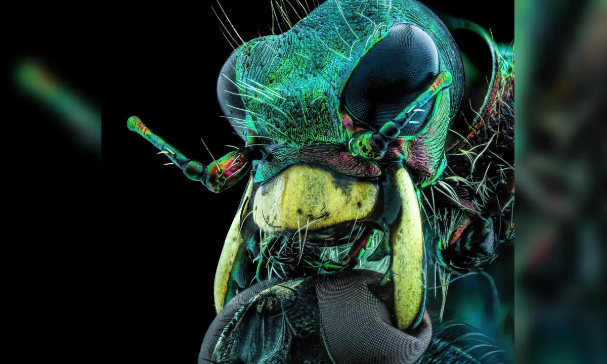 (Courtesy of Murat Öztürk and Nikon Small World)