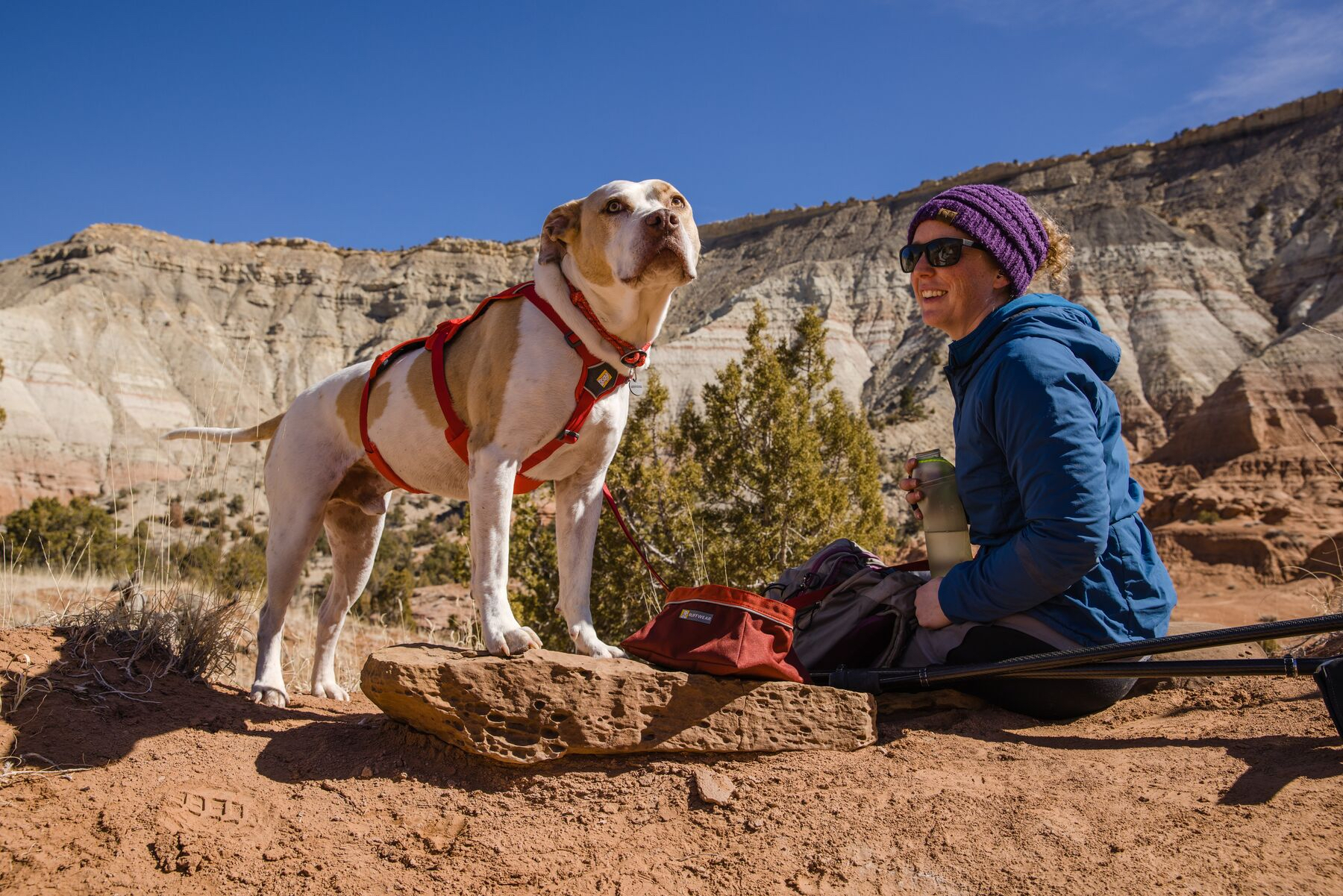 a dog in a harness on a sunny hike