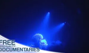 The Spectacular Underwater World of Coral Reefs