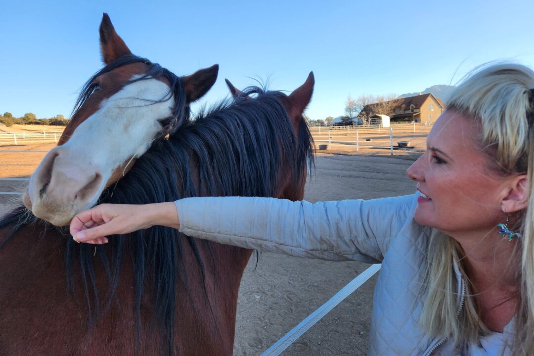 Simone Netherlands, president of the Salt River Wild Horse Management Group, receives affection from a pair of Alpine wild horse rescues on Nov. 30, 2022. (Allan Stein/The Epoch Times)