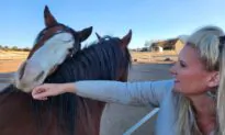 Arizona Wild Horse Advocates Buy Up Dwindling Alpine Herd