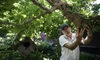 Minn. Garden With Ginkgo Forests and Rare Plants Offers ‘Series of Puzzles’