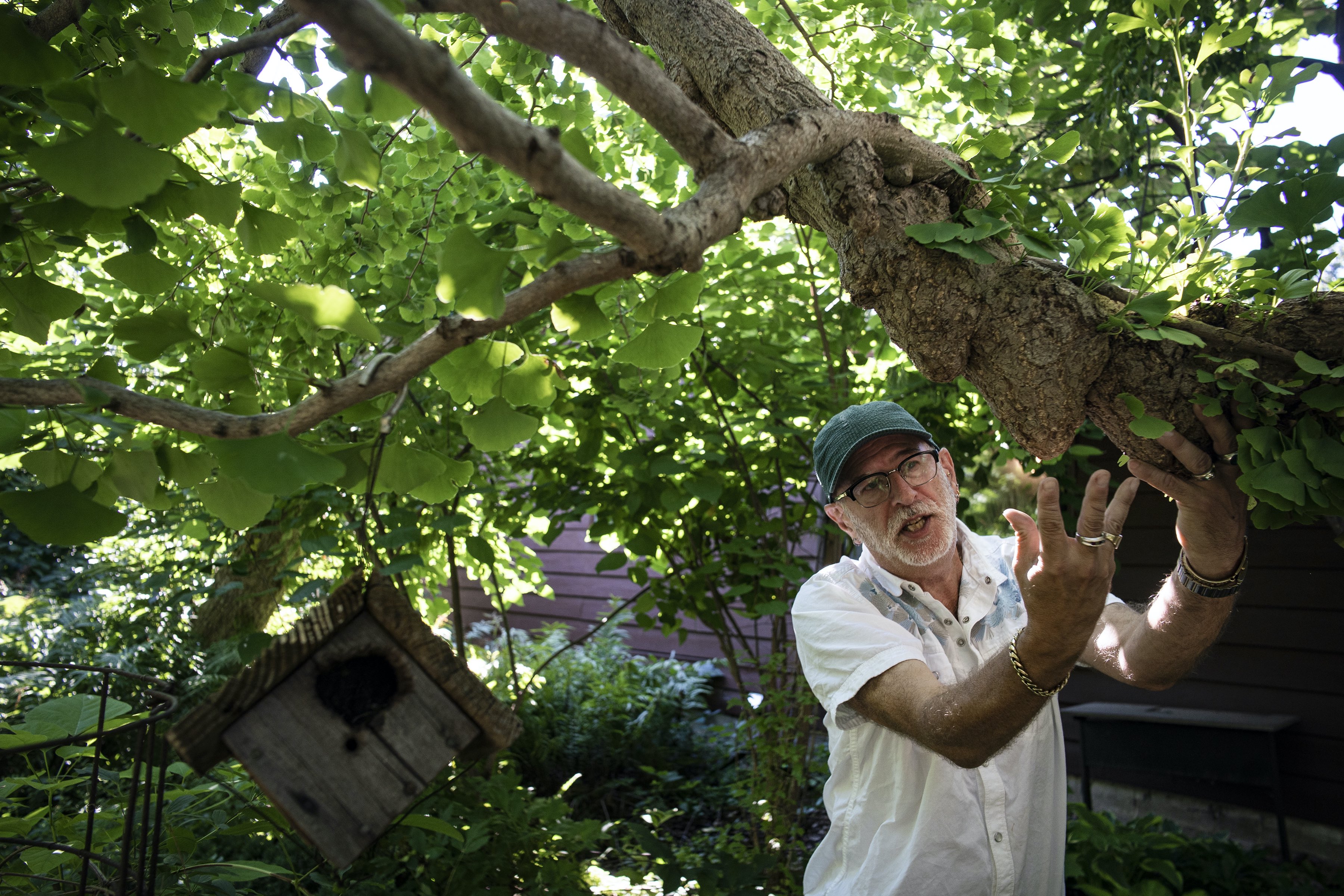 Minn. Garden With Ginkgo Forests and Rare Plants Offers 'Series of Puzzles' - Vimarsana News