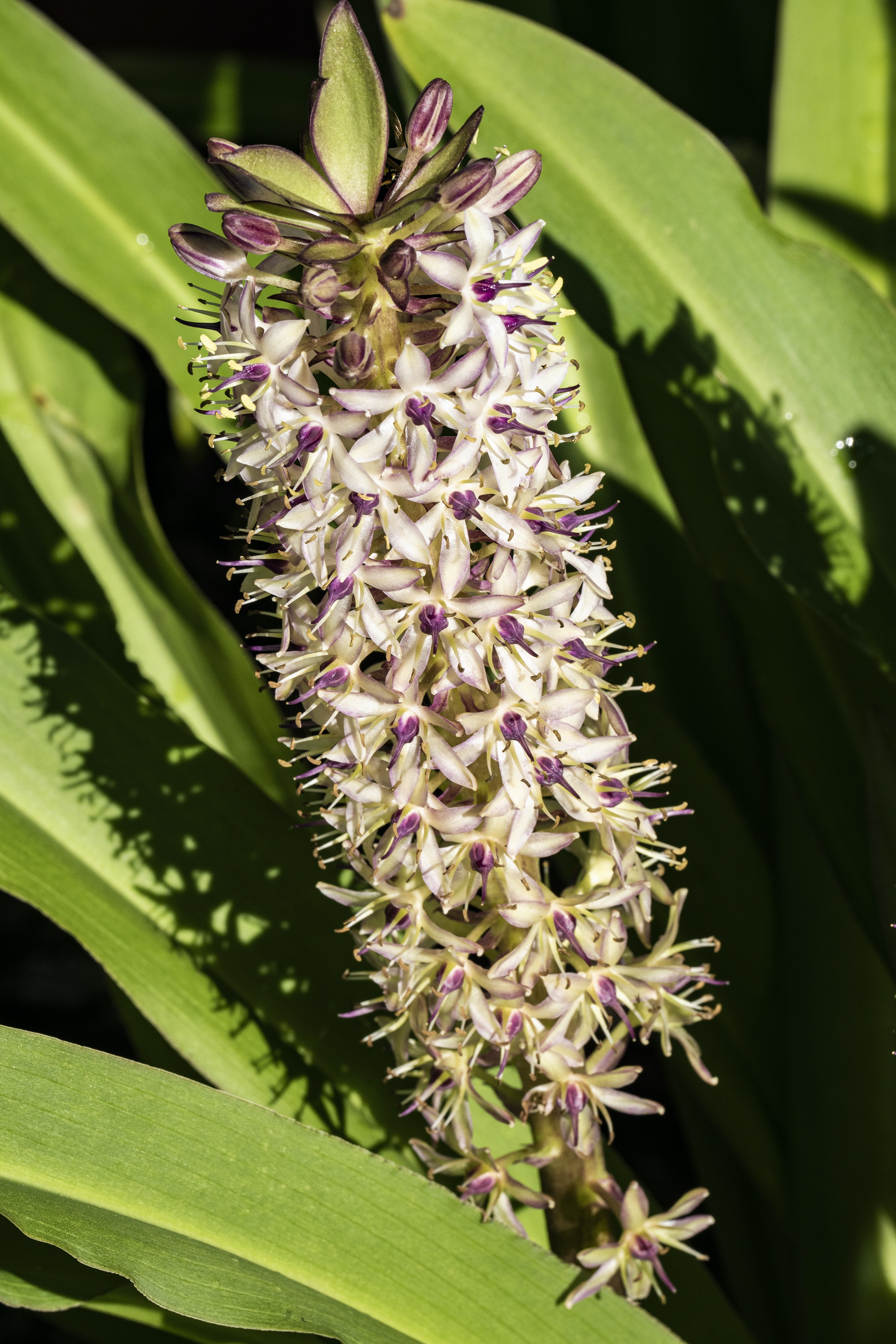 Chuck Levine's Minnesota garden