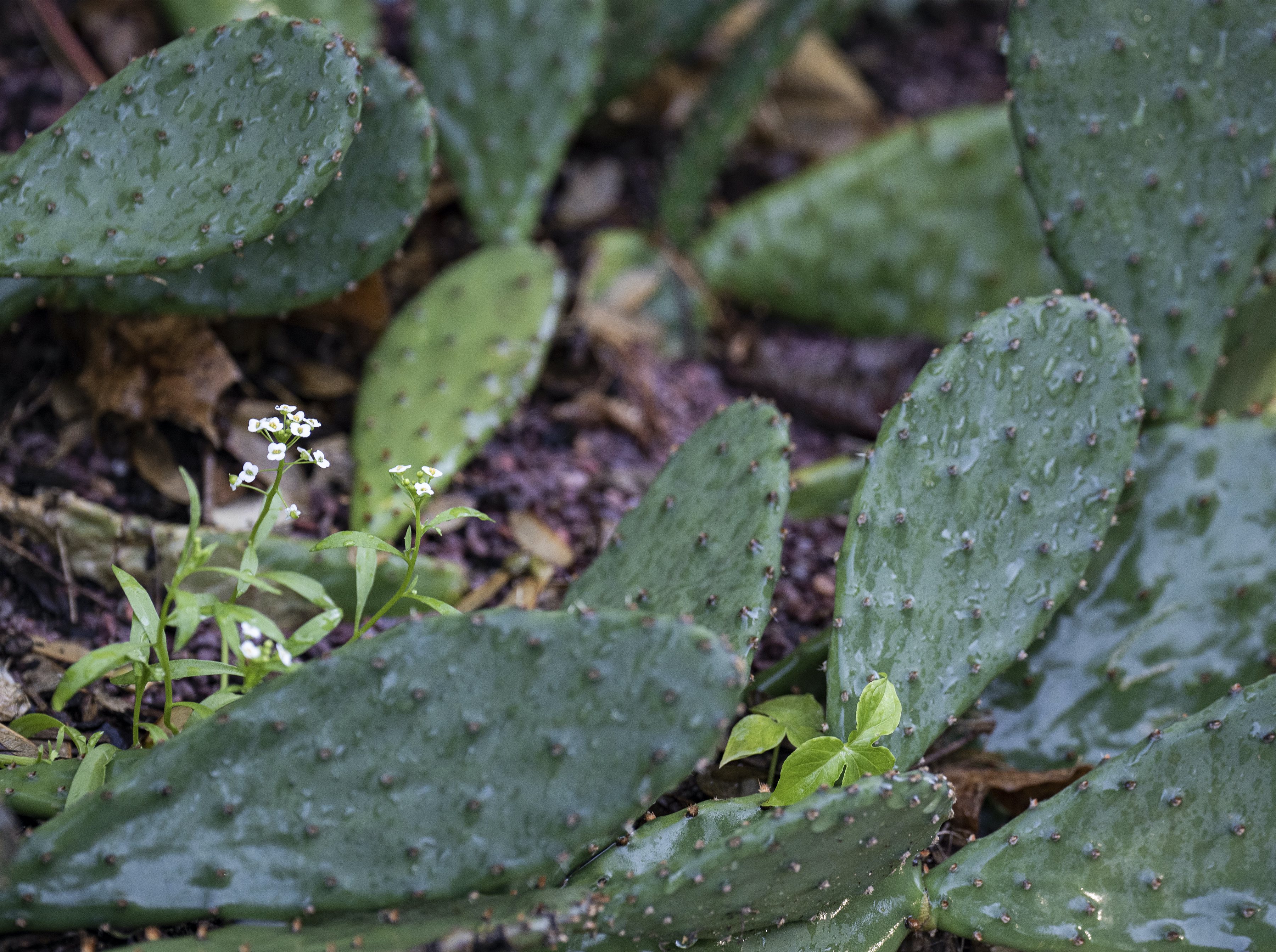 Chuck Levine's Minnesota garden