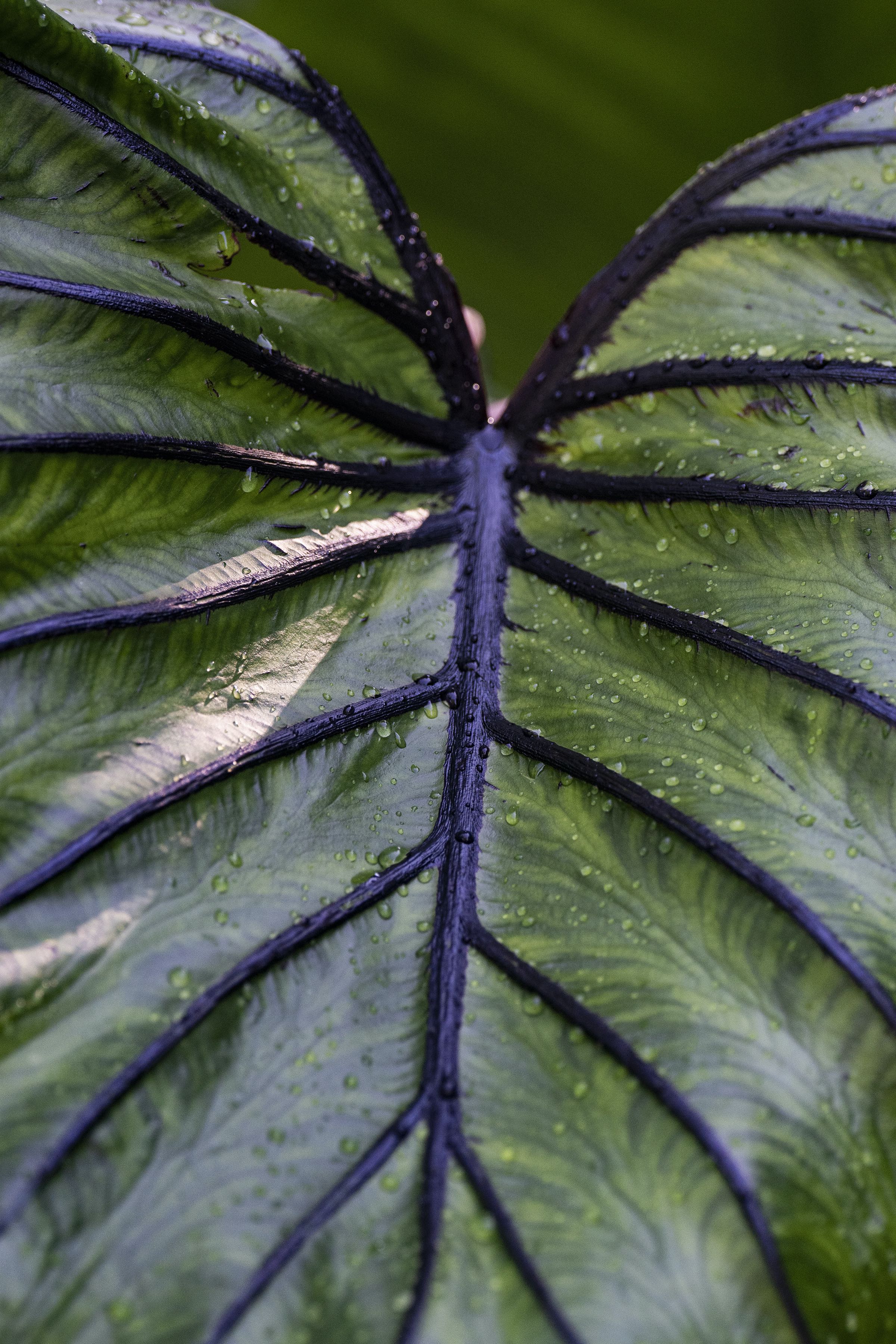 Chuck Levine's Minnesota garden
