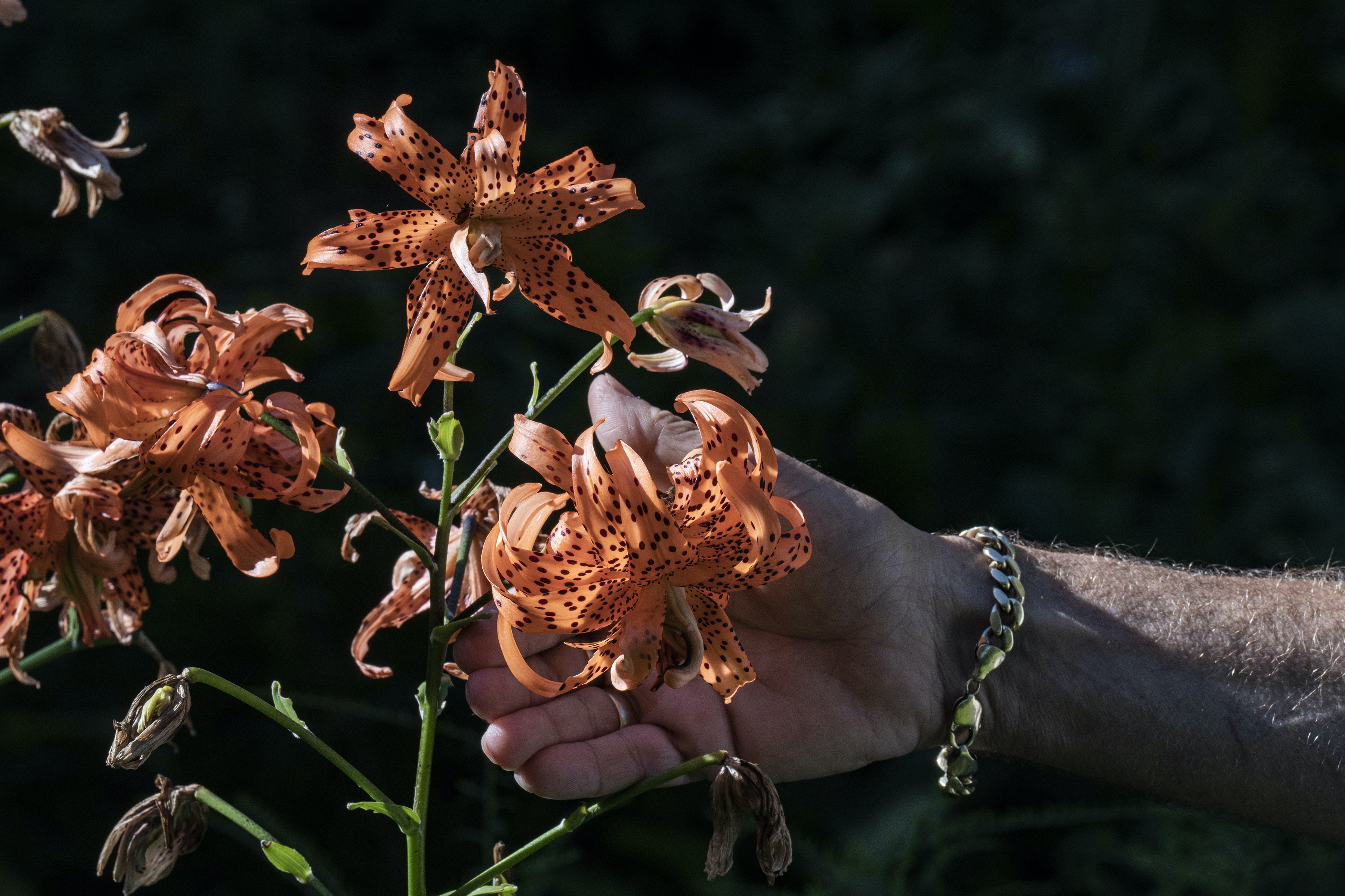 Chuck Levine's Minnesota garden