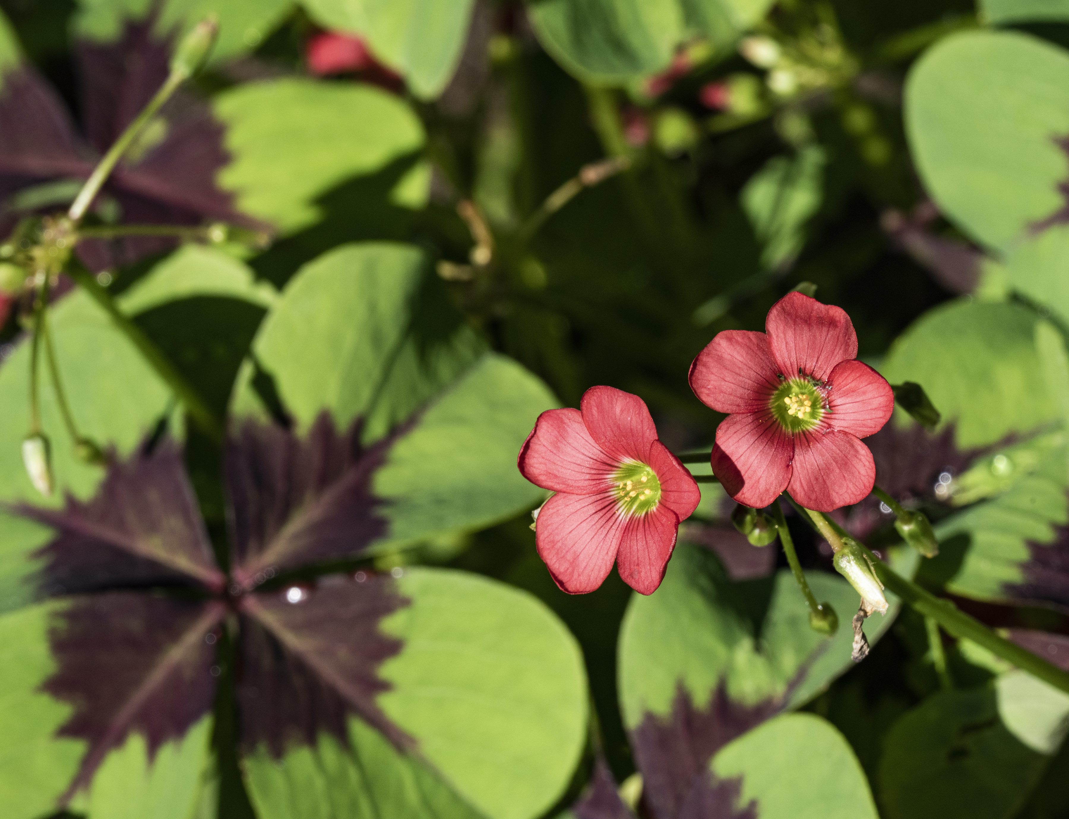 Chuck Levine's Minnesota garden
