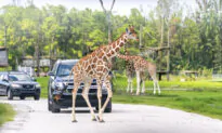 How to Plan a Photo Safari