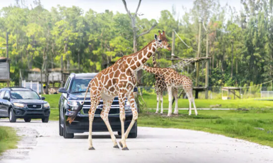 How to Plan a Photo Safari