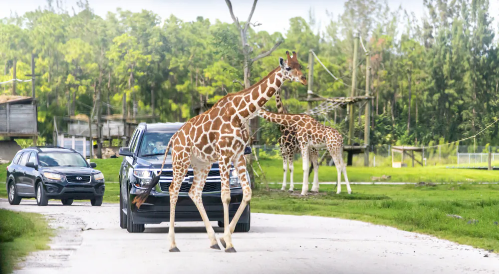 There are guided tours that let you see wildlife roaming free from a Jeep, a canoe, or your own car. (mariakray/Shutterstock)