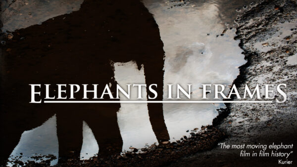 Elephants in Frames | Documentary