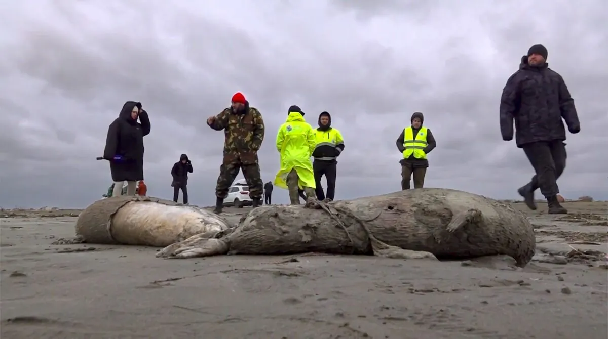 Journalists and Interdistrict Environmental Prosecutor's Office employees walk near the bodies of dead seals on shore of the Caspian Sea, Dagestan, in a still from video released on Dec. 4, 2022. (RU-RTR Russian Television via AP)