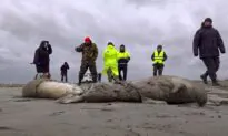 2.500 Dead Seals Found on Russia’s Caspian Coast