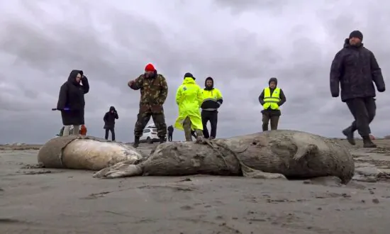 2.500 Dead Seals Found on Russia’s Caspian Coast
