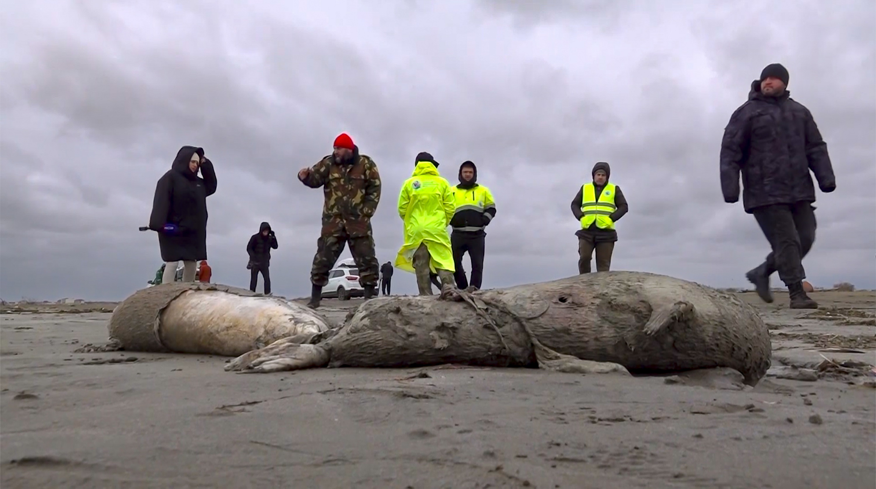2.500 Dead Seals Found on Russia's Caspian Coast - Vimarsana News