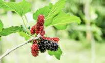 Food as Medicine–Mulberries Provide a Multitude of Health Benefits