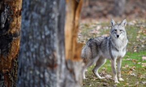 Coyote Attacked Toddler Outside Los Angeles Home