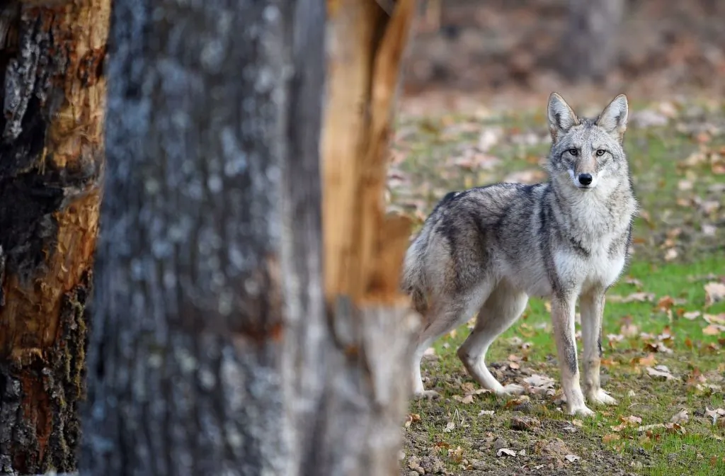A file photo of a coyote. (Jean-Christophe Verhaegen/AFP via Getty Images)